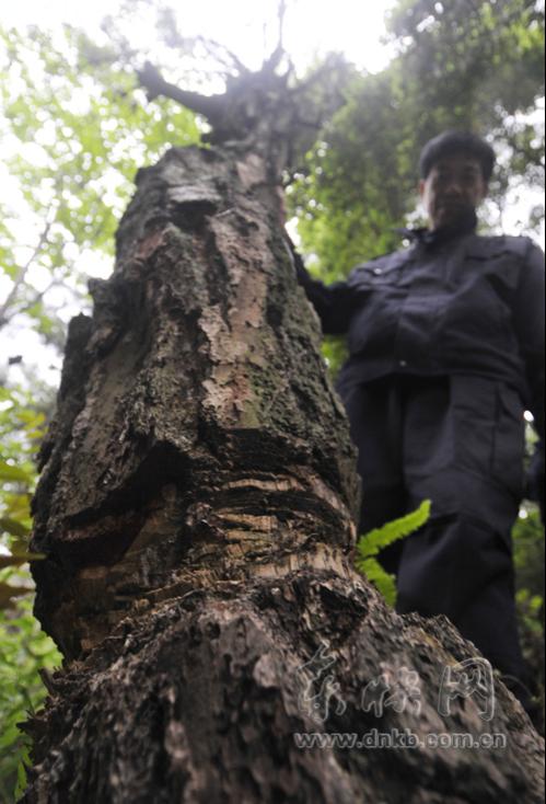 福州：鼓山一棵老松树被“割脉” 疑因挡了风水