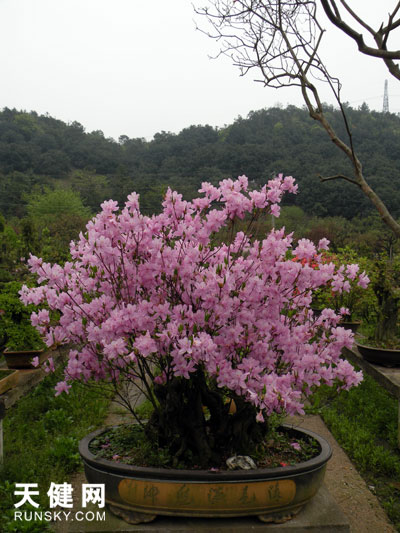 花圃新近嫁接的杜鹃。