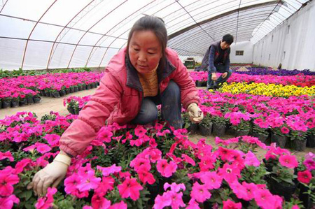 咸阳：“五一”节我市花卉供应正常