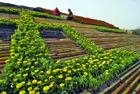 青岛：10万盆鲜花绘“五一”字形绿雕（图）