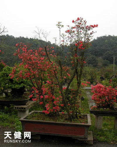 花圃新近嫁接的杜鹃。