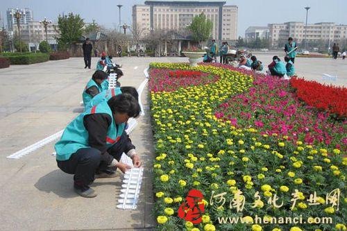 河南：鹤壁街头摆10万盆鲜花迎五一