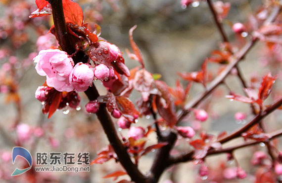 烟台：四月末一日两重天 迎春花傲雪绽放（图）