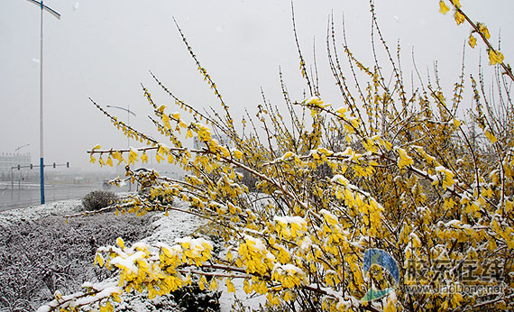 烟台：四月末一日两重天 迎春花傲雪绽放（图）