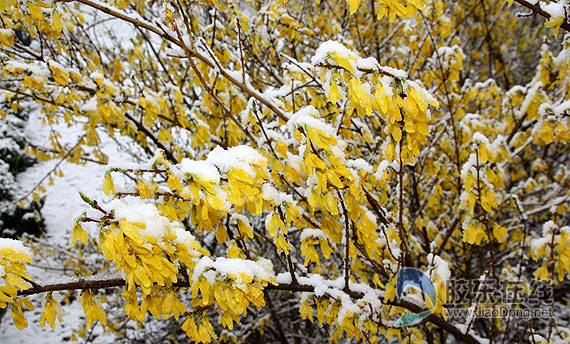 烟台：四月末一日两重天 迎春花傲雪绽放（图）