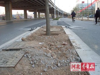 河北：种树用渣滓土？居民很担忧（图）