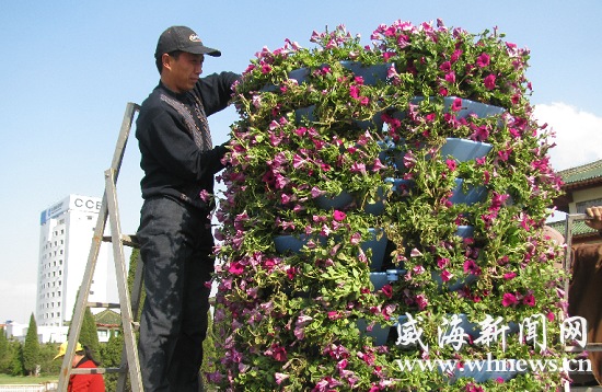 乳山：喜迎“五一” 2万多盆鲜花扮靓城区