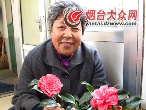 莱州这株茶花真叫奇 一枝开出俩“花样”