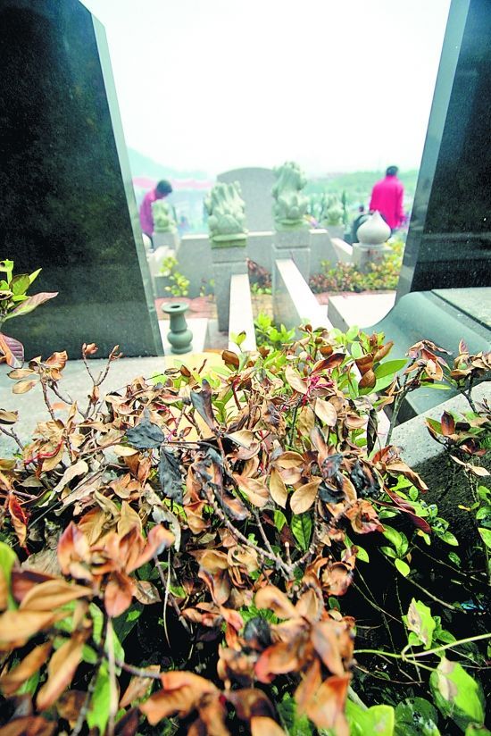 泉州：“烧金”放炮 “熏死”陵园松柏三百棵（图）