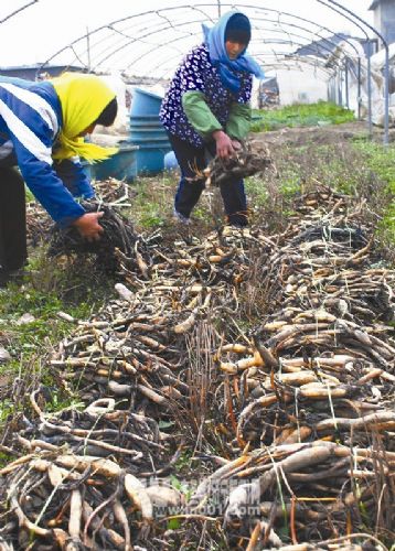 济宁：动植物园新建占地10余亩水生植物观赏池塘60个