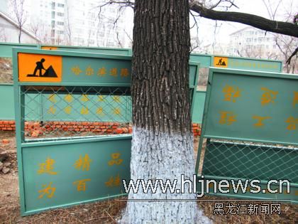 哈尔滨：一匡街要进行改造 118棵老榆树要砍掉