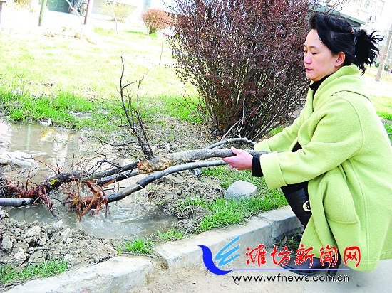 潍坊：免费树苗领回家 刚栽下半夜遭“黑手”