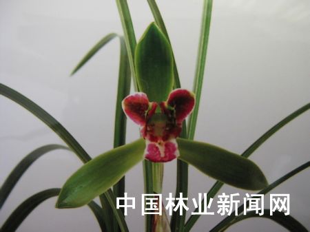 云南：玉溪“飘逸星蝶”等4个兰花新品种成功登录