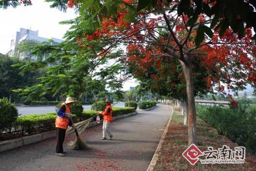 云南：开远凤凰花开红似火 地上的花瓣是否要天天扫？