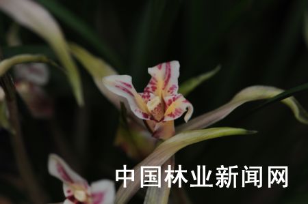 云南：玉溪“飘逸星蝶”等4个兰花新品种成功登录