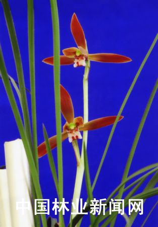 云南：玉溪“飘逸星蝶”等4个兰花新品种成功登录
