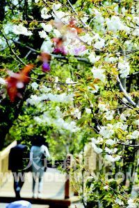 大连：冷春带来意外惊喜 花期不同花卉同时开放