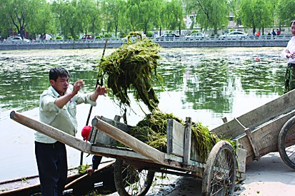 山东：变废为宝 水草将成小岛有机肥