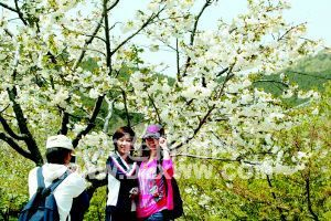 大连：冷春带来意外惊喜 花期不同花卉同时开放