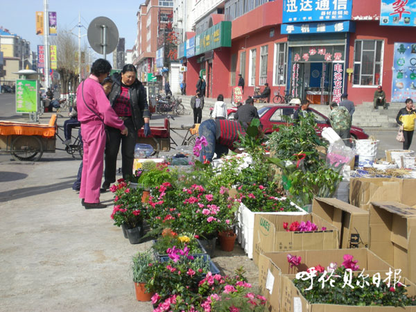 内蒙古：尼尔基市场迎来花草、种子销售旺季