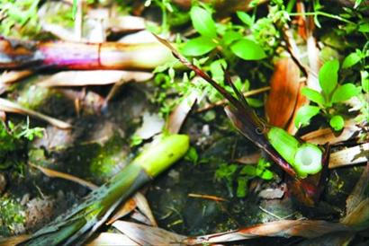 上海：小区植物成业主“食材” 如此行为令人汗颜