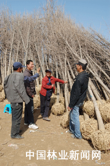 陕西：周至县苗木花卉成农民增收致富的主导产业