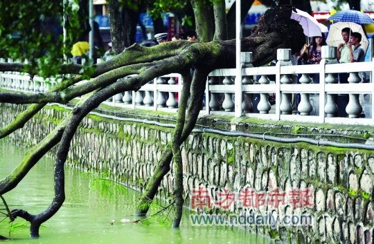 广东惠州：白蚁暴雨齐袭 凤凰树倒了