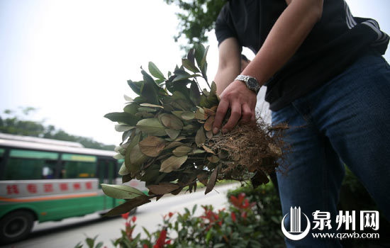 贵州：泉州市万株绿化苗木一夜之间“不翼而飞”