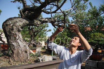 山东:沂南小盆景大产业 为当地农民带来不菲的收入