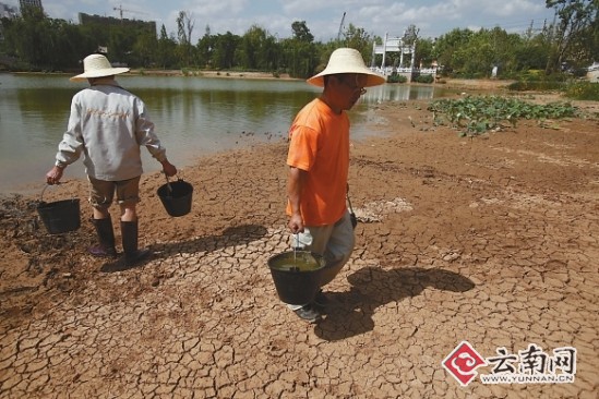 大旱加上供水中断 昆明莲花池变成“沙漠”（图）