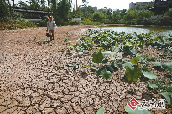 大旱加上供水中断 昆明莲花池变成“沙漠”（图）