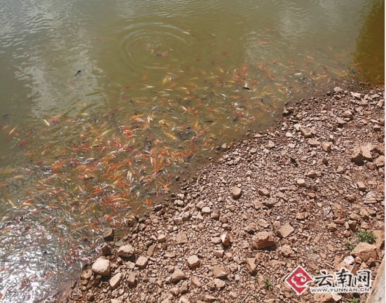 大旱加上供水中断 昆明莲花池变成“沙漠”（图）