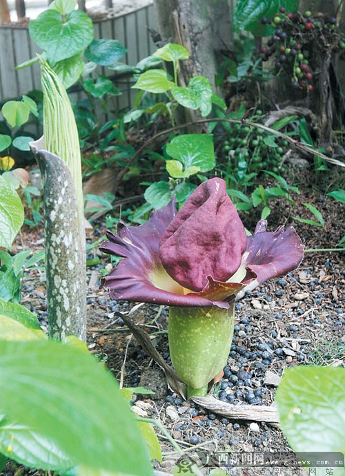 南宁：“奇花”3年一开 “爷孙”同时绽放