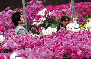 广东：转型花为媒 聚势路搭台——陈村镇