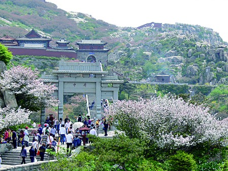 气温低影响山上植被生长 岱顶海棠开花“迟到”近半月