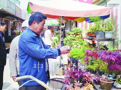 上海：花市雀梅销售 受50岁以上的人们欢迎