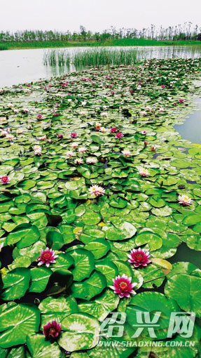 浙江：绍兴镜湖睡莲花开 美丽绽放（图）