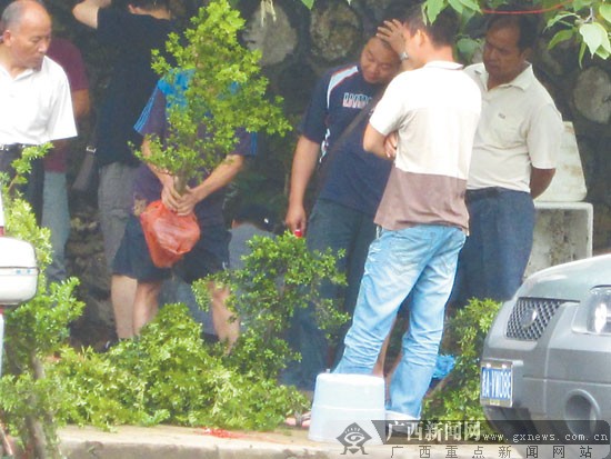 南宁：花鸟市场有人卖国家二级保护植物野生罗汉松