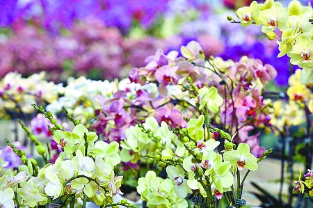 浙江：传化高档鲜花走出国门