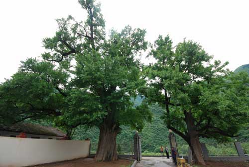 陕西：略阳发现两株李白手植千年银杏王（图）