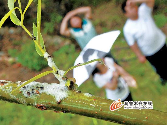 乌鲁木齐：度假村柳树“落泪” 原是白色蛀虫在作怪