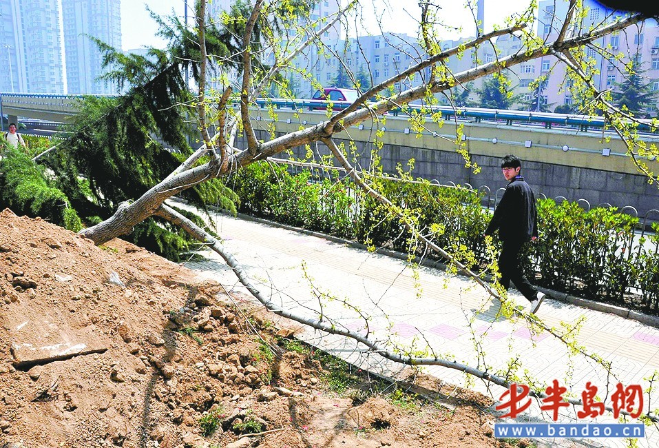 青岛：花园里20多棵树被铲掉 原是绿化公司移植树木