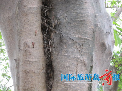 海口：海盛路绿化树“虫满为患” 附近居民绕道而行