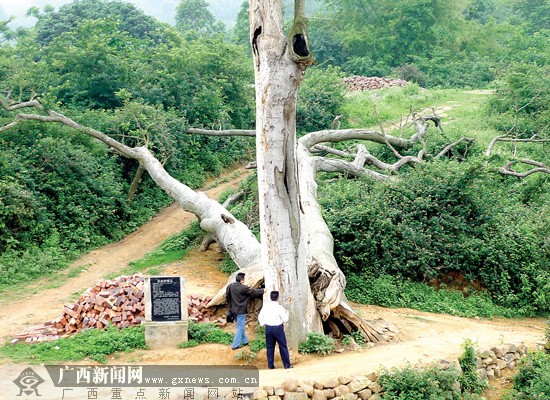 广西：专家多次会诊病危“不治” 320岁毒王老树离世