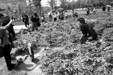 郑州：植物园牡丹竞艳 部分游客不雅照使花受损