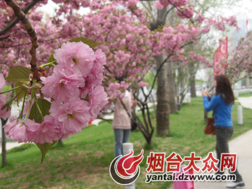 气温上升鲜花盛开 烟台市民赏花享受美景