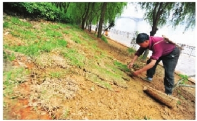 湖南：长沙橘洲改种水生植物换“防水服”