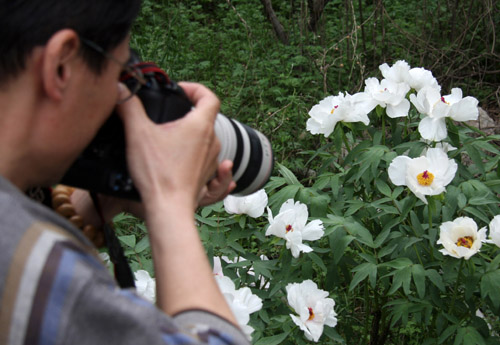 山东：枣庄龟山风景区惊现“花‘抱’蜂”奇观（图）