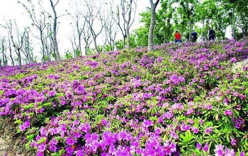 苏州：80万株杜鹃竞放6000亩主题湿地公园（图）