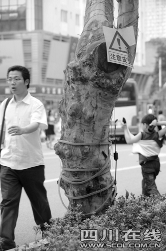 成都：霓虹灯缠上行道树市民呼吁早日“松绑”